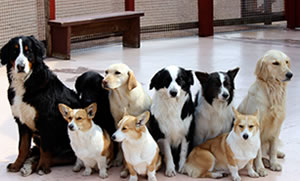 結婚式に参列するペット